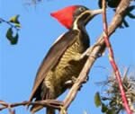 Lineated Woodpecker